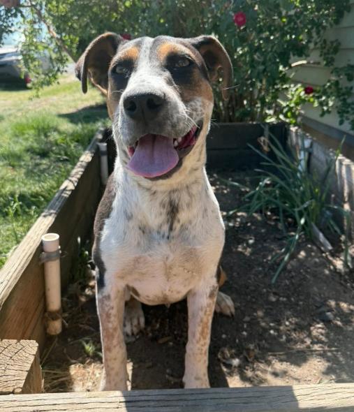 Enlarge Pearl, a Adoptable mixed breed in North Bend, WA image 5/6
