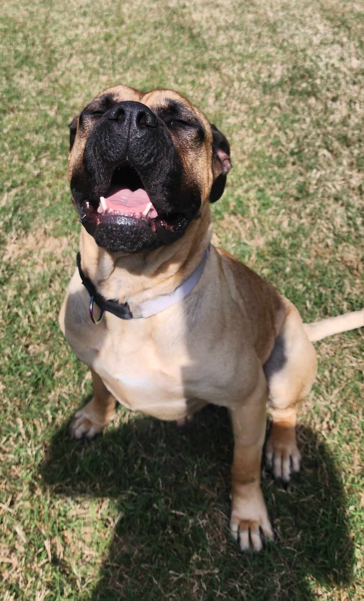 Enlarge GA - Pina/Augusta, a Adopted Bullmastiff in Atlanta, GA image 5/5
