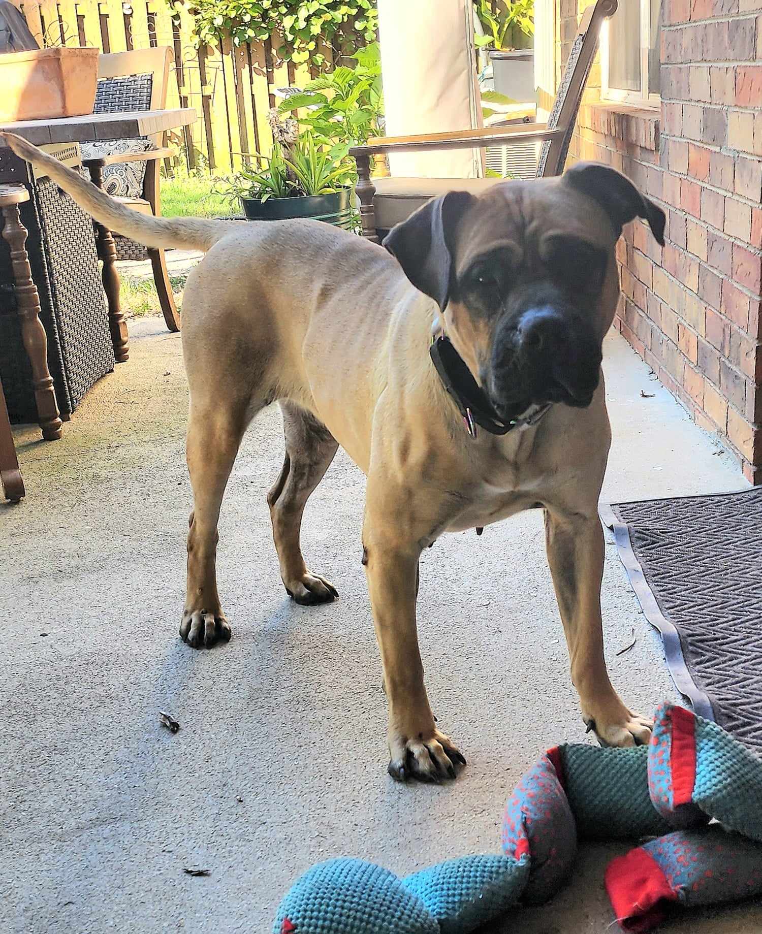 Enlarge GA - Pina/Augusta, a Adopted Bullmastiff in Atlanta, GA image 4/5