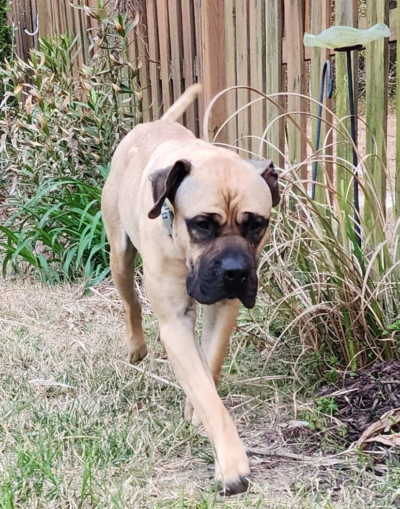 GA - Pina/Augusta, Adopted, Young Female Bullmastiff.