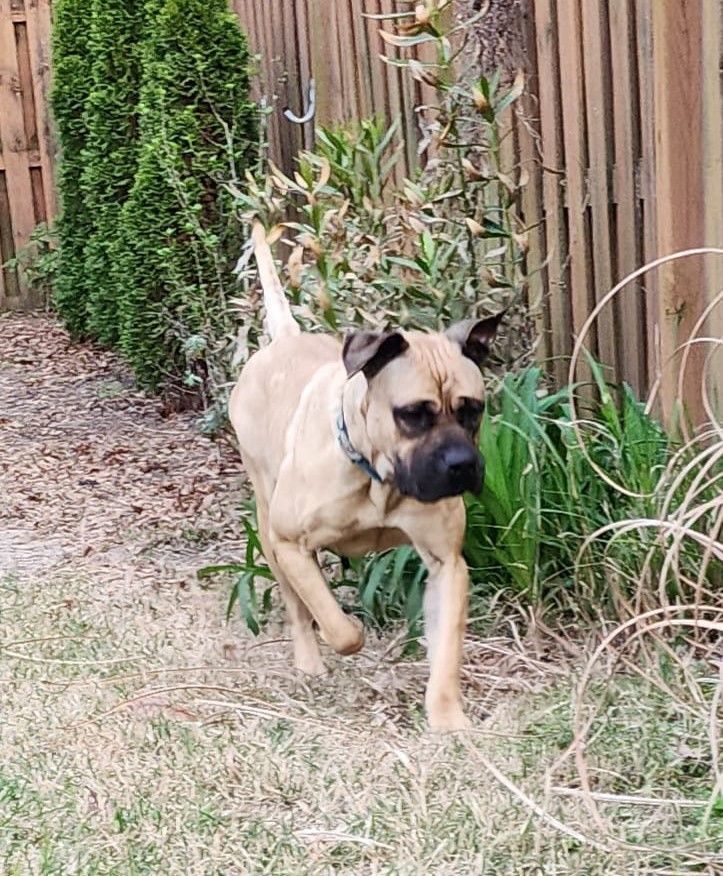Enlarge GA - Pina/Augusta, a Adopted Bullmastiff in Atlanta, GA image 2/5