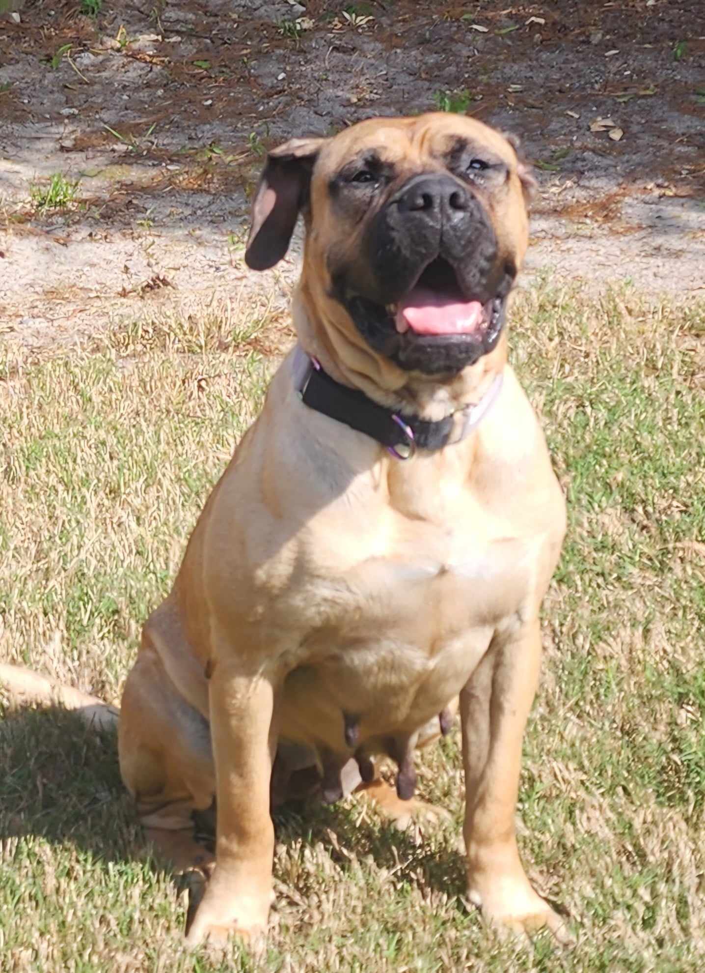 Enlarge GA - Pina/Augusta, a Adopted Bullmastiff in Atlanta, GA image 3/5