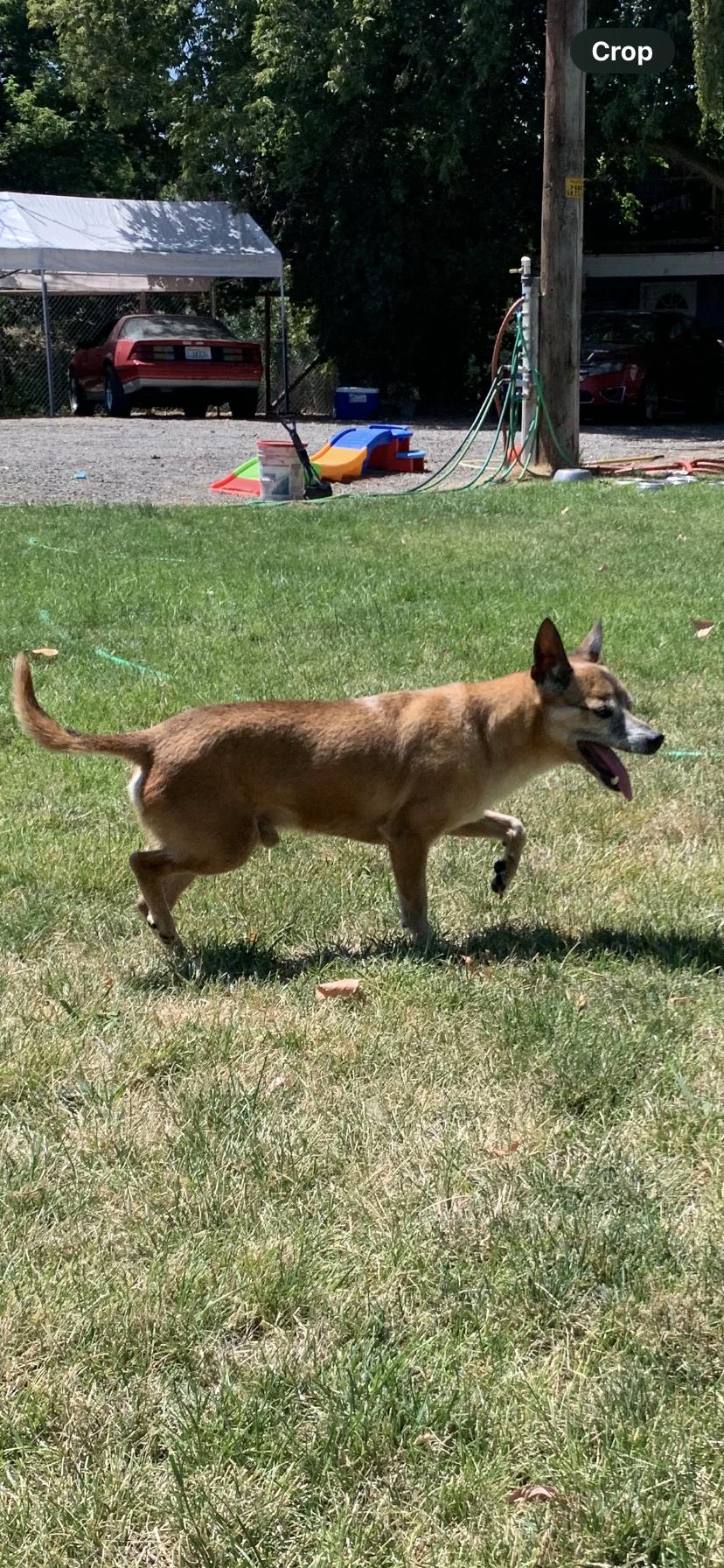 Ranger, a Adoptable mixed breed in Selah, WA image 3/3
