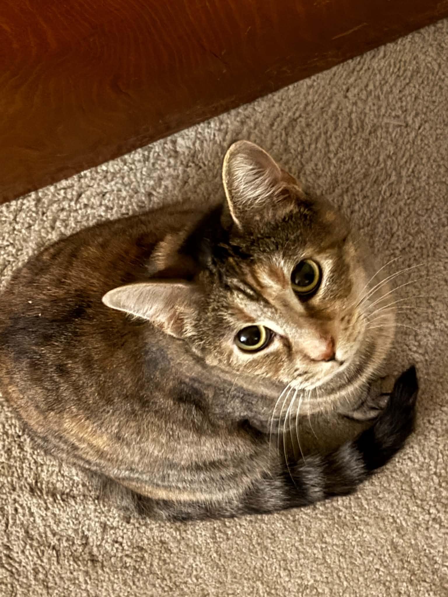 Vanna White, Adoptable, Young Female Domestic Short Hair.