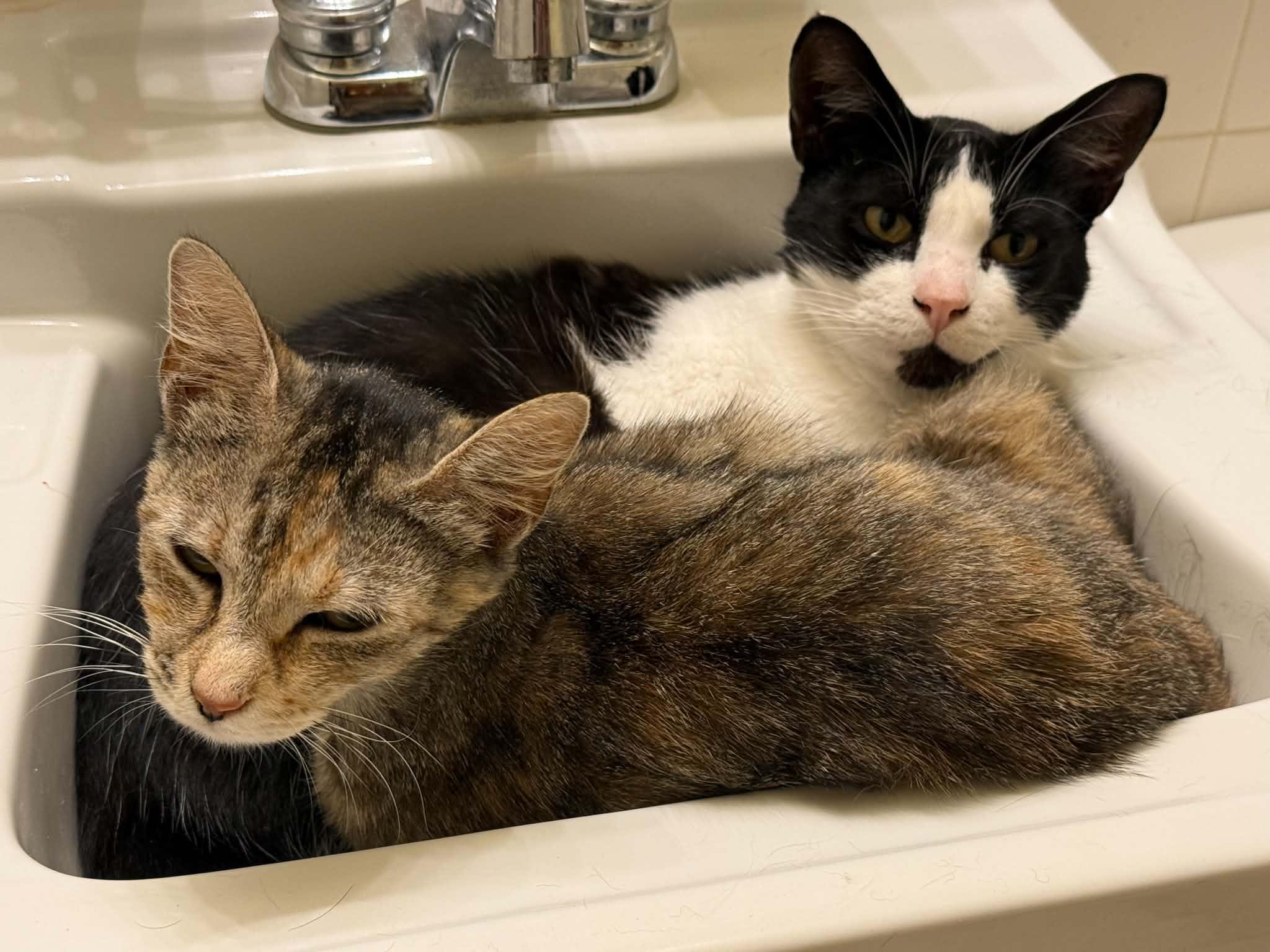 Enlarge Vanna White, a Adoptable Domestic Short Hair in Stockbridge, GA image 2/2