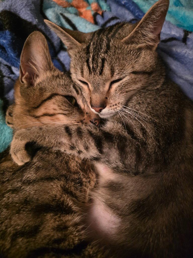 Juniper, Adoptable, Adult Female Domestic Short Hair.