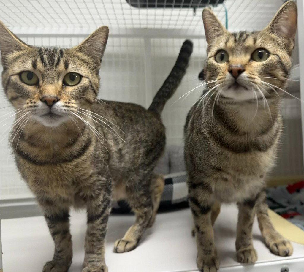 Juniper, Adoptable, Adult Female Domestic Short Hair.