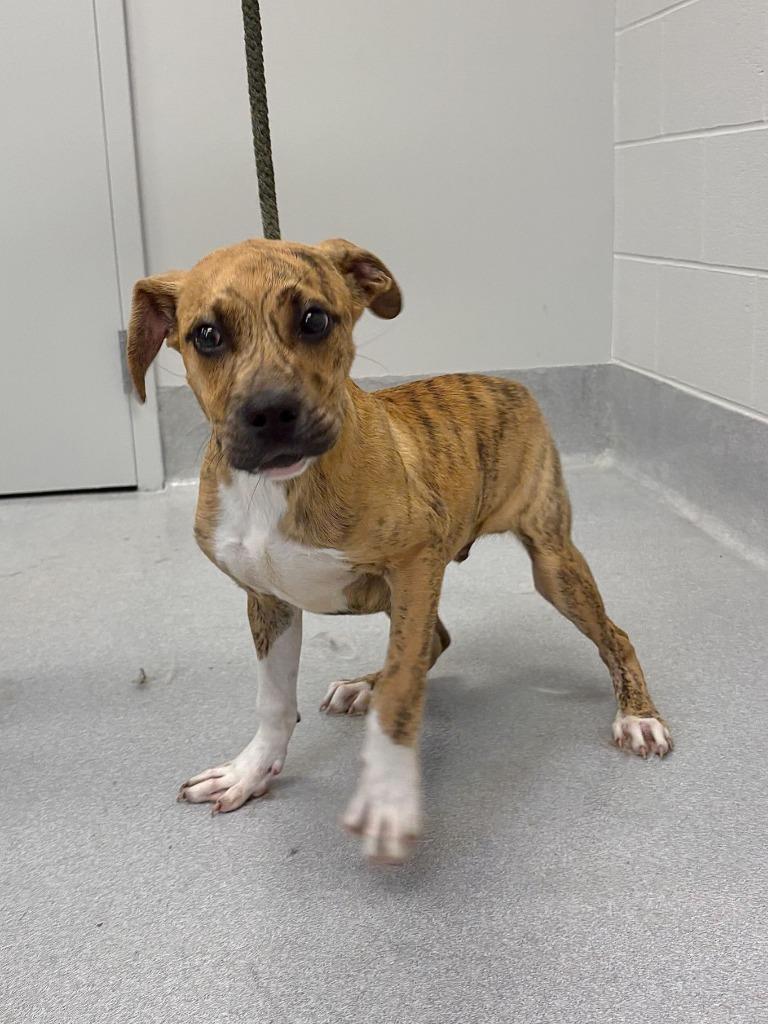 Matt Damon, Adoptable, Puppy Male Pit Bull Terrier & Mixed Breed.