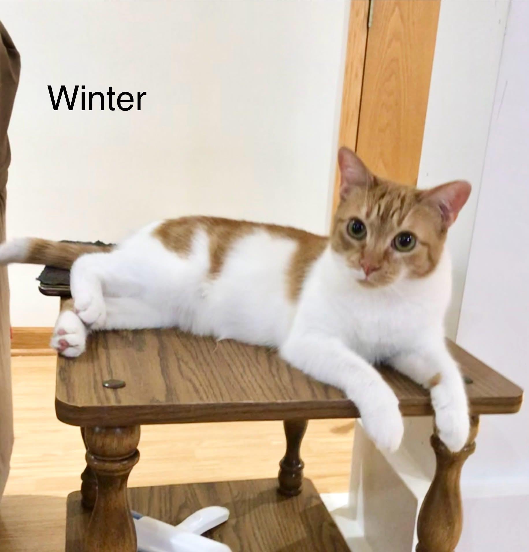 Ms Winter, Adoptable, Adult Female Tabby & Domestic Short Hair.