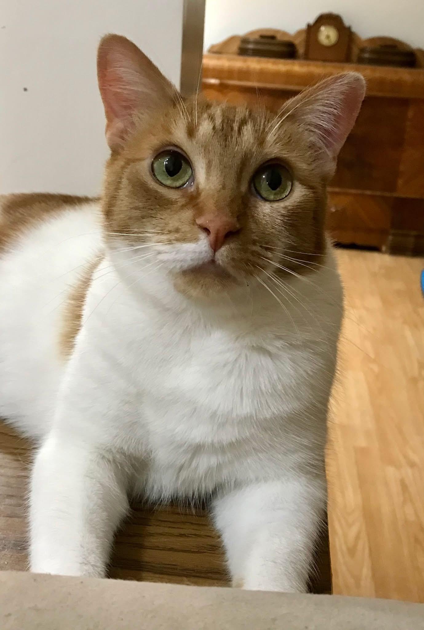 Ms Winter, a Adoptable mixed breed in Orland Park, IL image 5/6