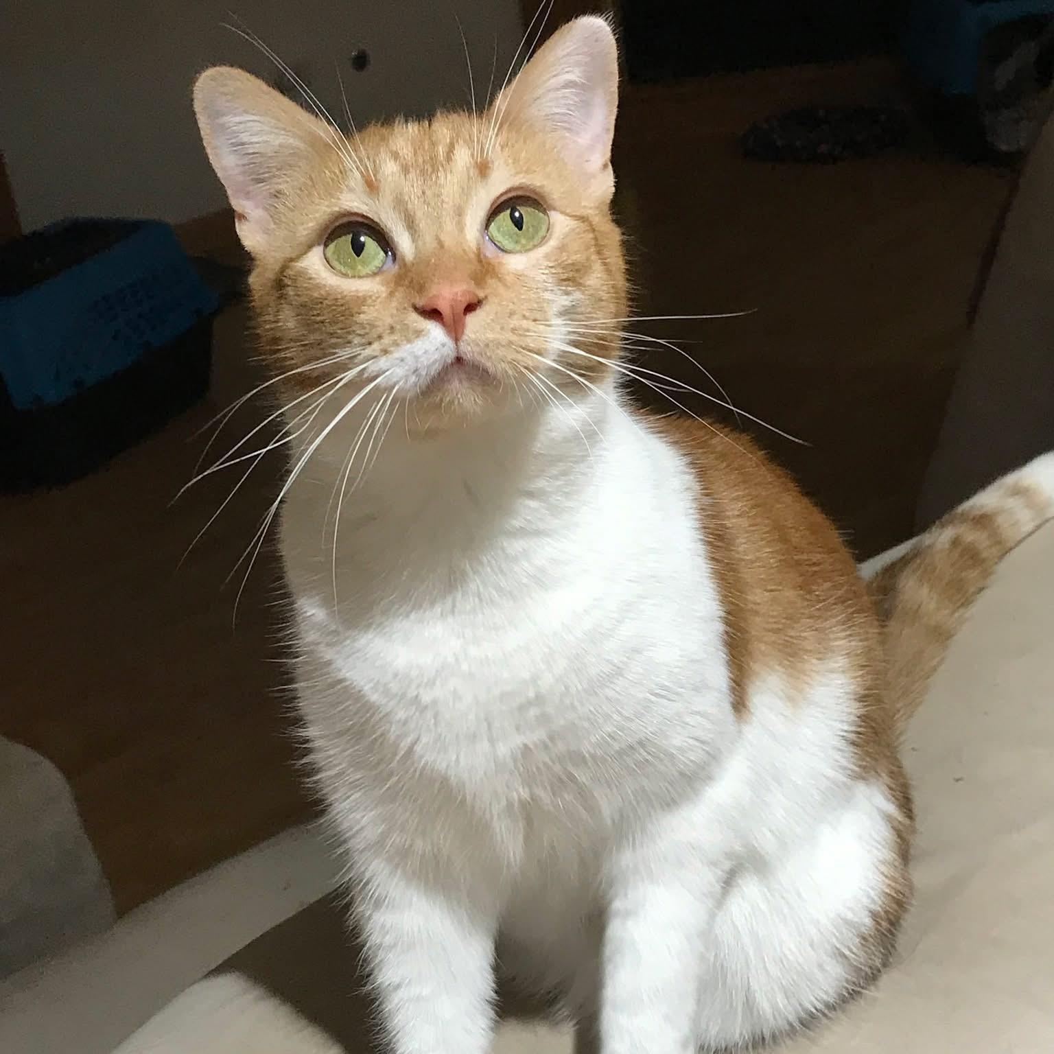 Ms Winter, a Adoptable mixed breed in Orland Park, IL image 1/6