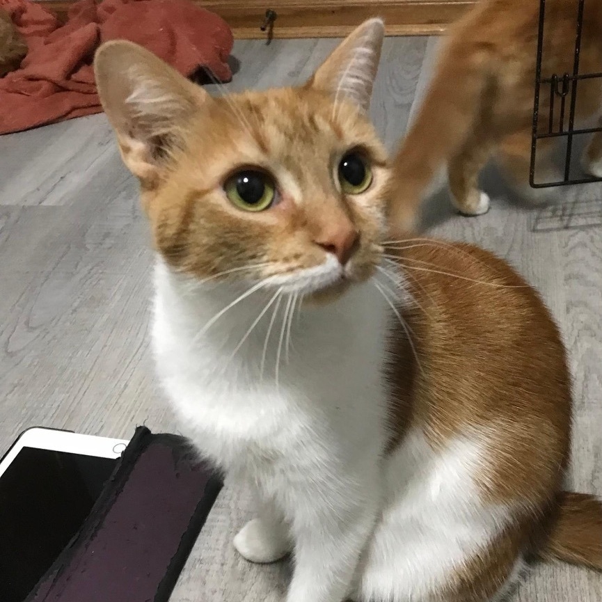 Ms Winter, a Adoptable mixed breed in Orland Park, IL image 2/6