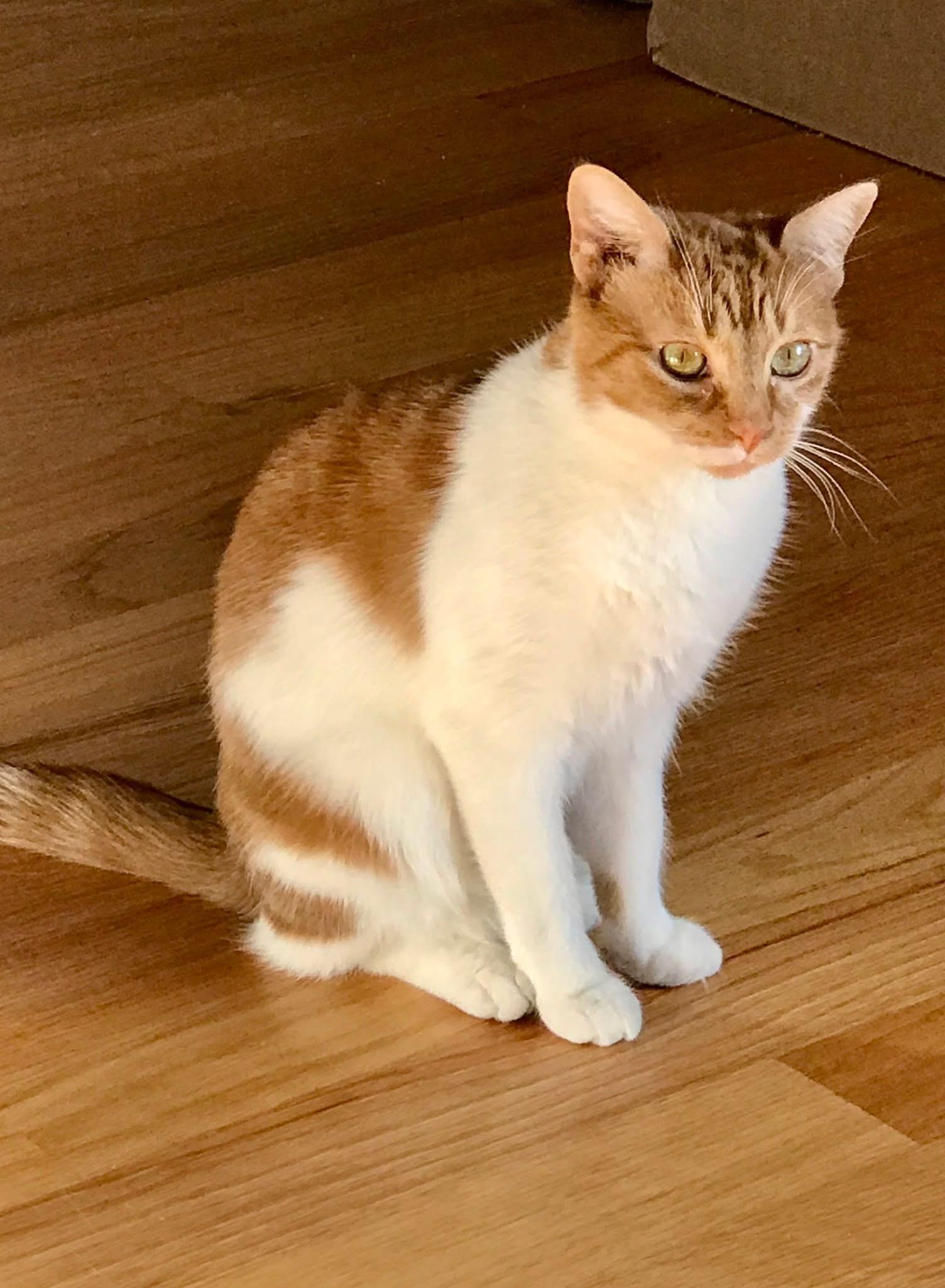 Ms Winter, a Adoptable mixed breed in Orland Park, IL image 6/6