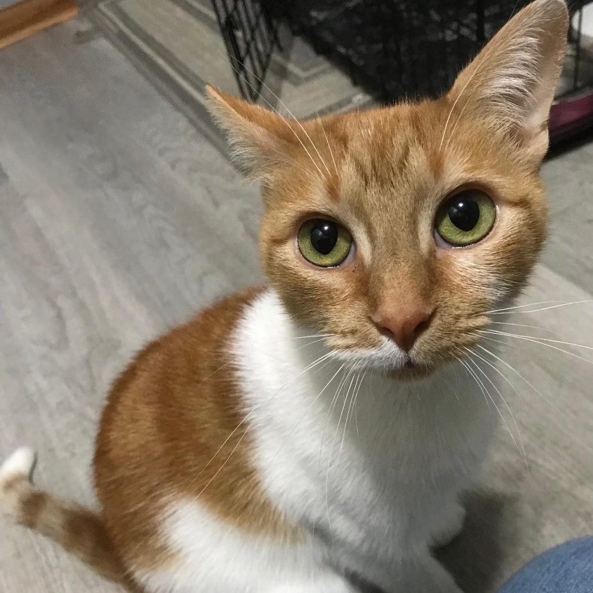 Ms Winter, a Adoptable mixed breed in Orland Park, IL image 3/6