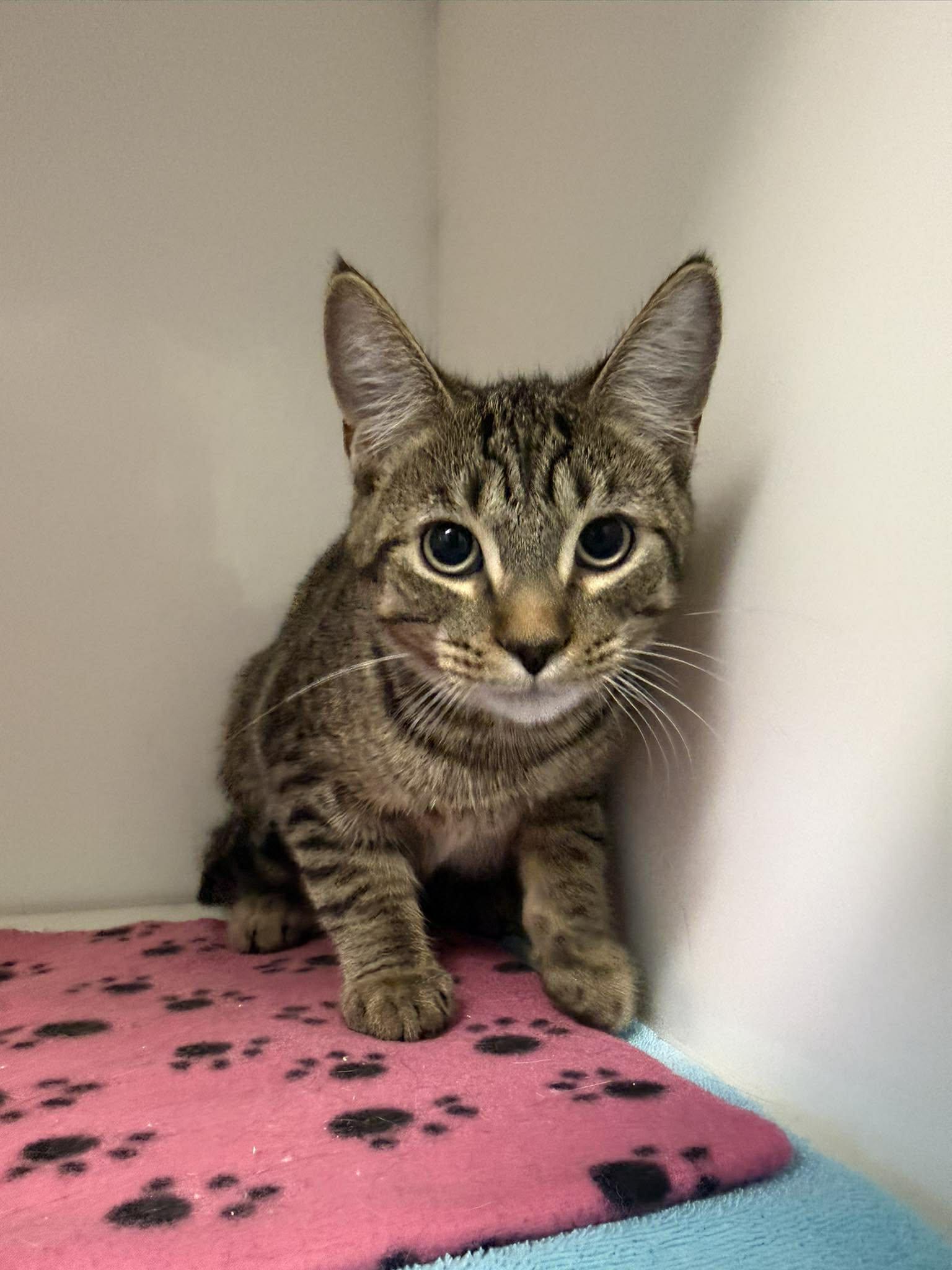 Enlarge Cory, an adopted Domestic Short Hair in Delson, QC image 1/1