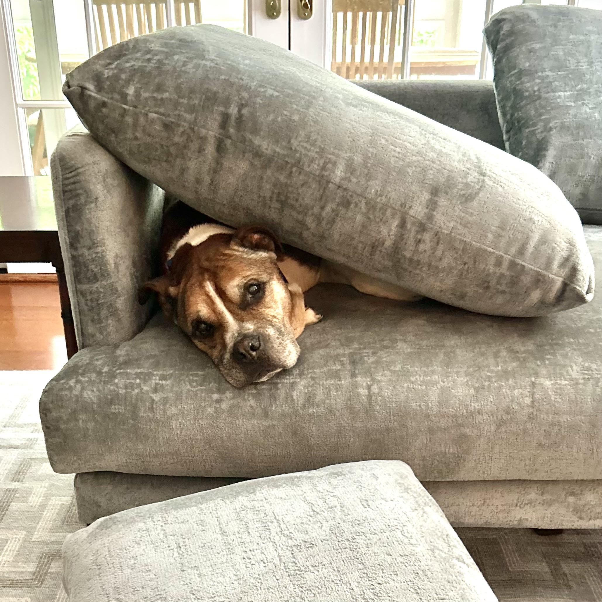 Junya, a ADOPTABLE mixed breed in New York, NY image 3/4
