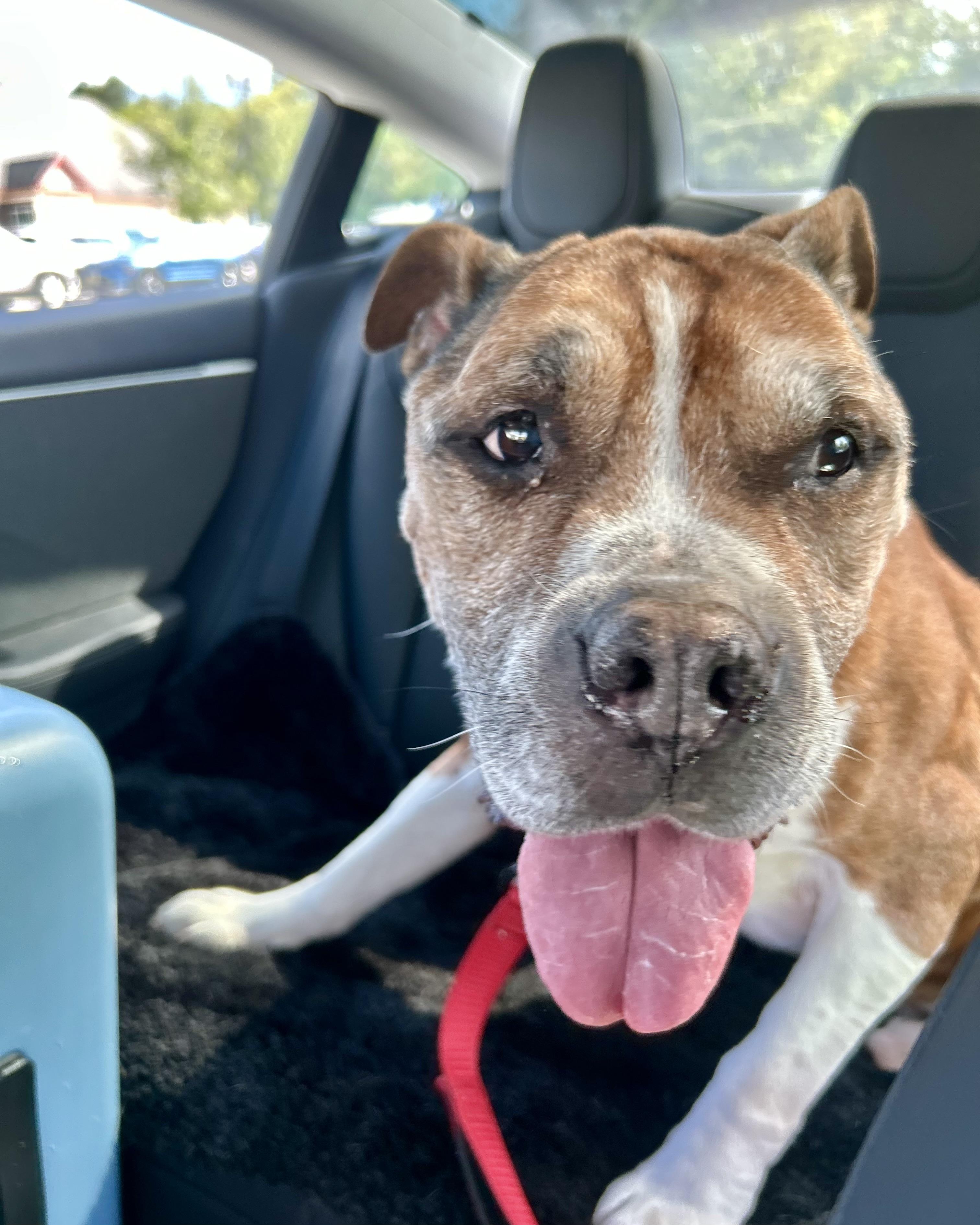 Junya, a ADOPTABLE mixed breed in New York, NY image 4/4