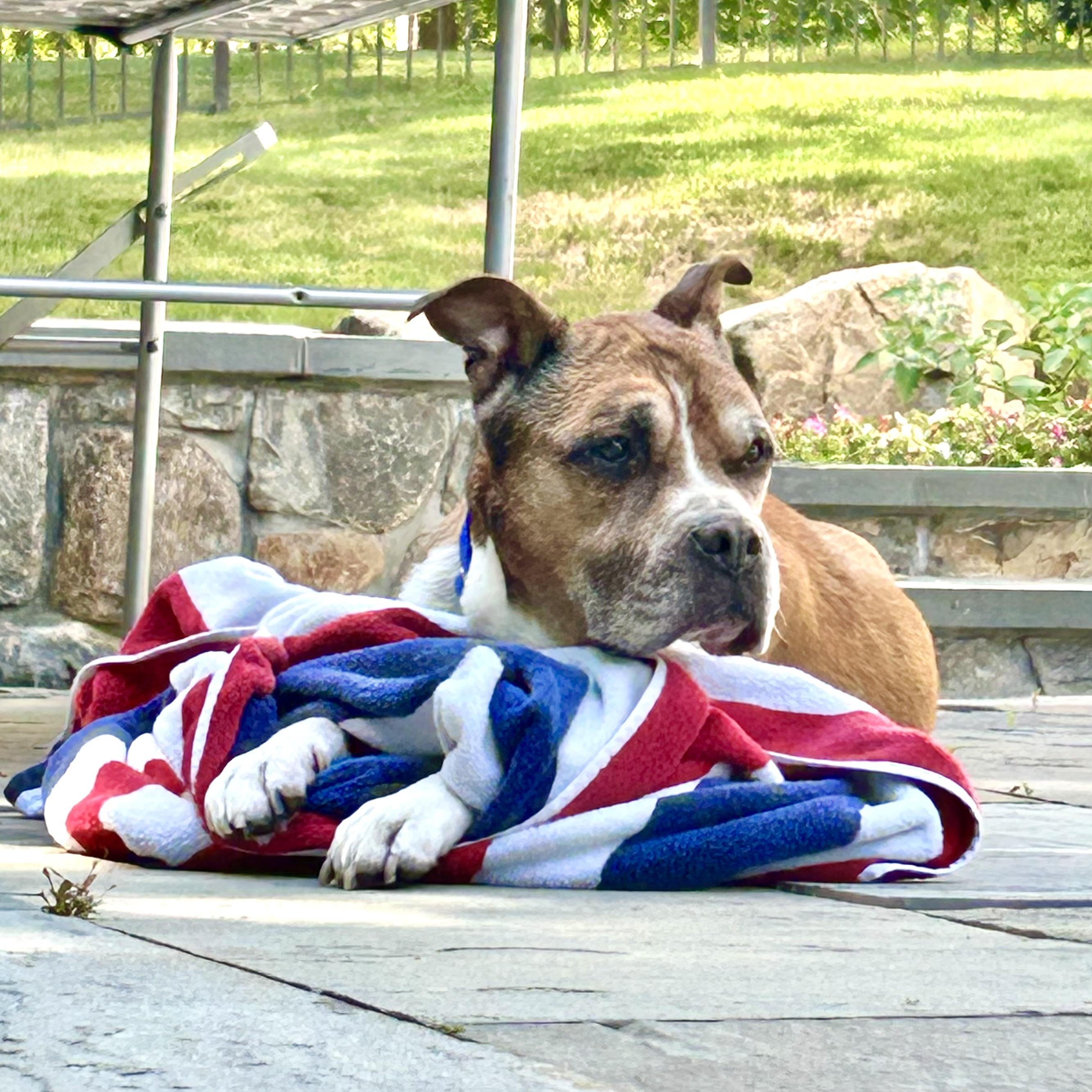 Junya, a ADOPTABLE mixed breed in New York, NY image 1/4