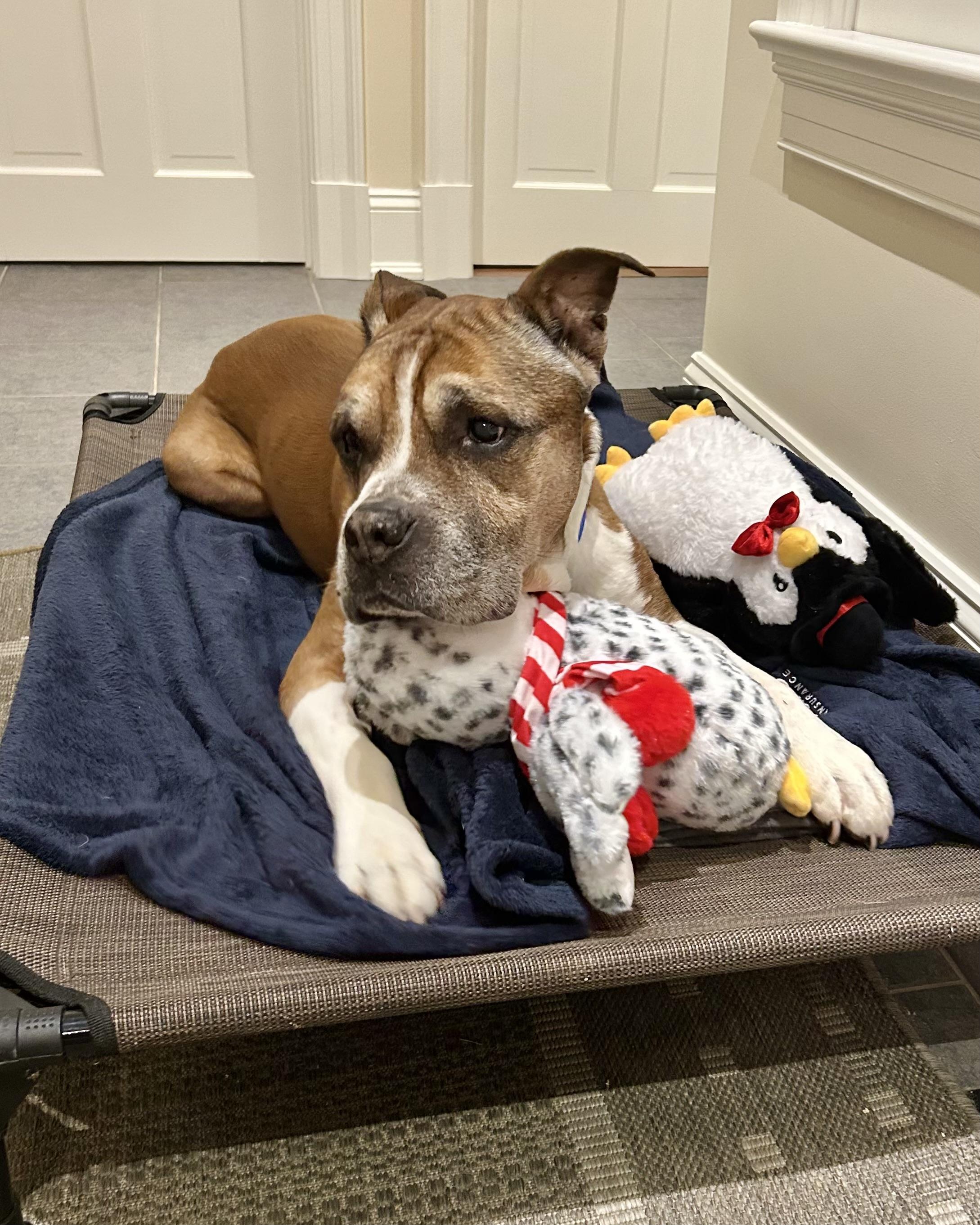 Junya, a ADOPTABLE mixed breed in New York, NY image 2/4