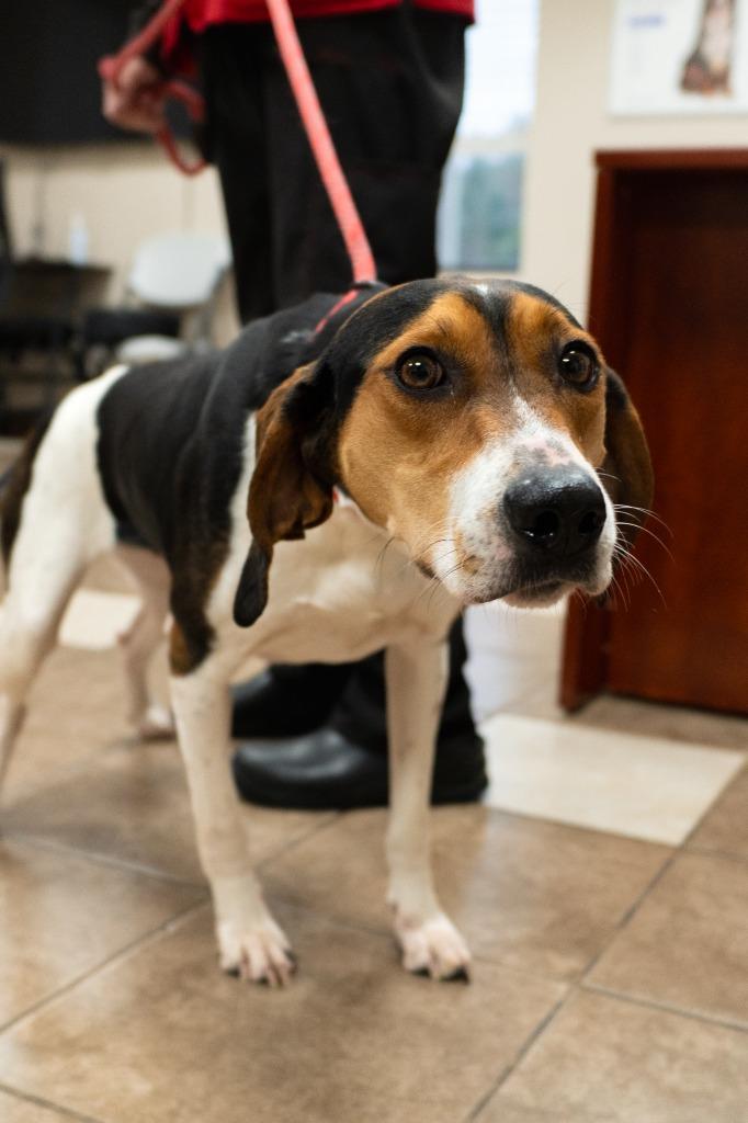 Basil, Adoptable, Adult Female Black and Tan Coonhound.