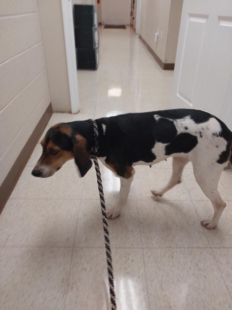 Enlarge Basil, a Adoptable mixed breed in Mocksville, NC image 2/6