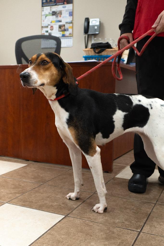 Enlarge Basil, a Adoptable mixed breed in Mocksville, NC image 3/6