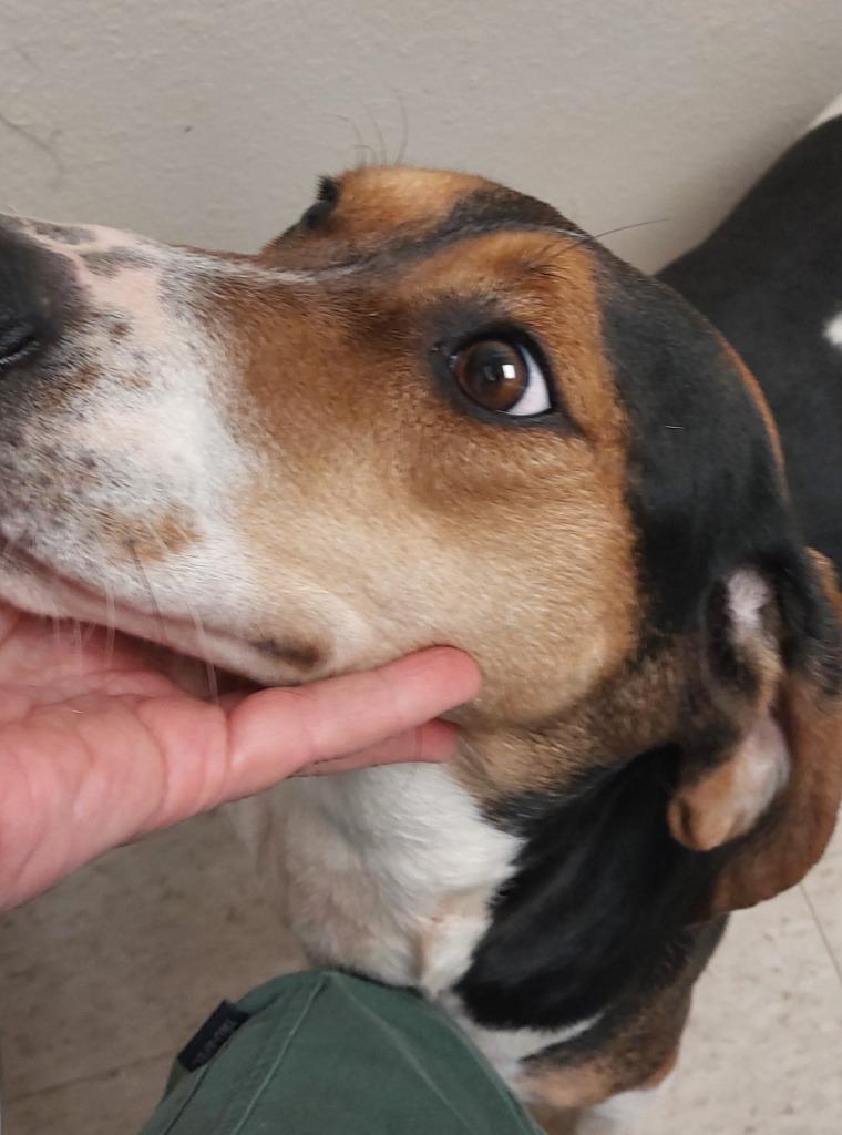 Enlarge Basil, a Adoptable mixed breed in Mocksville, NC image 4/6