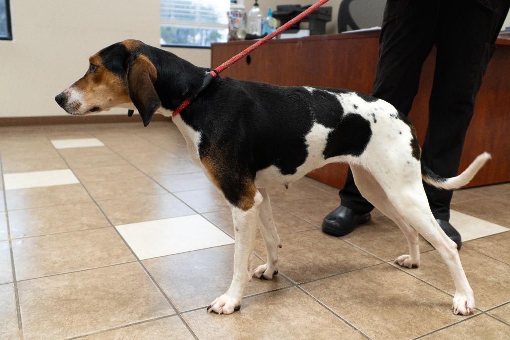 Enlarge Basil, a Adoptable mixed breed in Mocksville, NC image 6/6