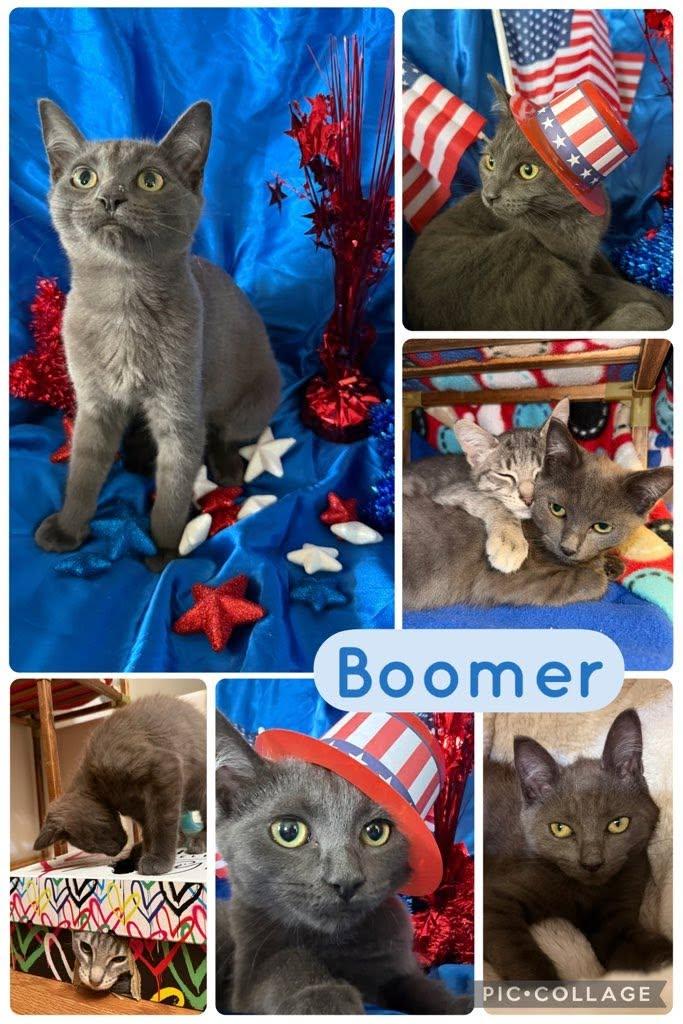 Boomer, Adoptable, Kitten Male Domestic Short Hair.