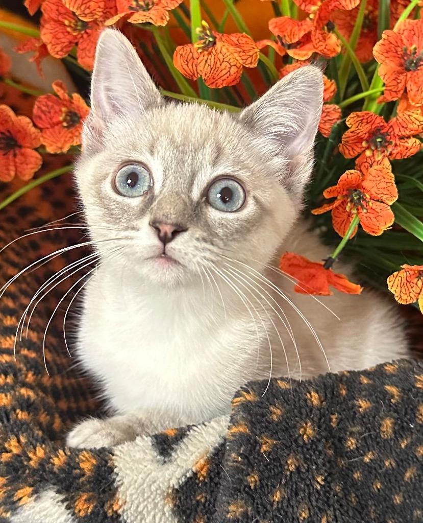 6/25/26 Mae, Adopted, Kitten Female Domestic Short Hair.