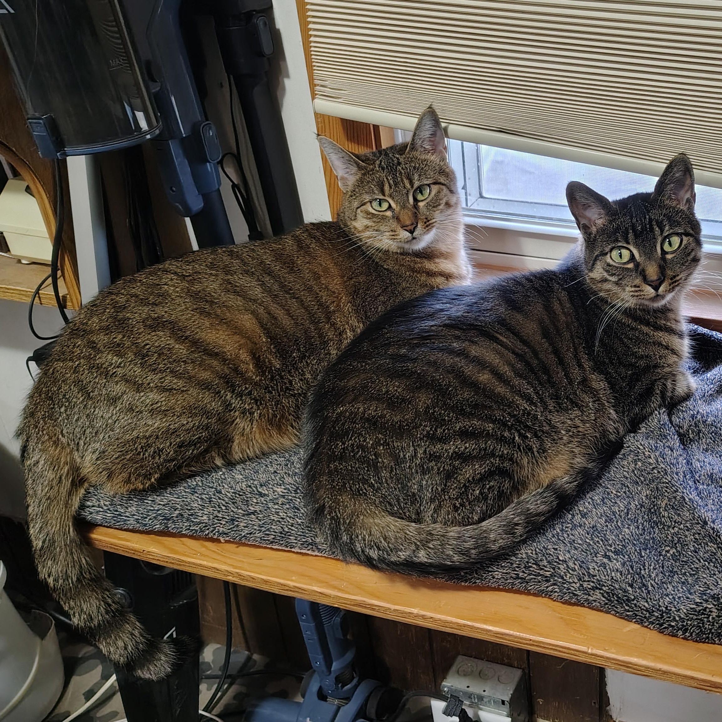 Enlarge Nala, a Adoptable mixed breed in Antioch, IL image 4/5