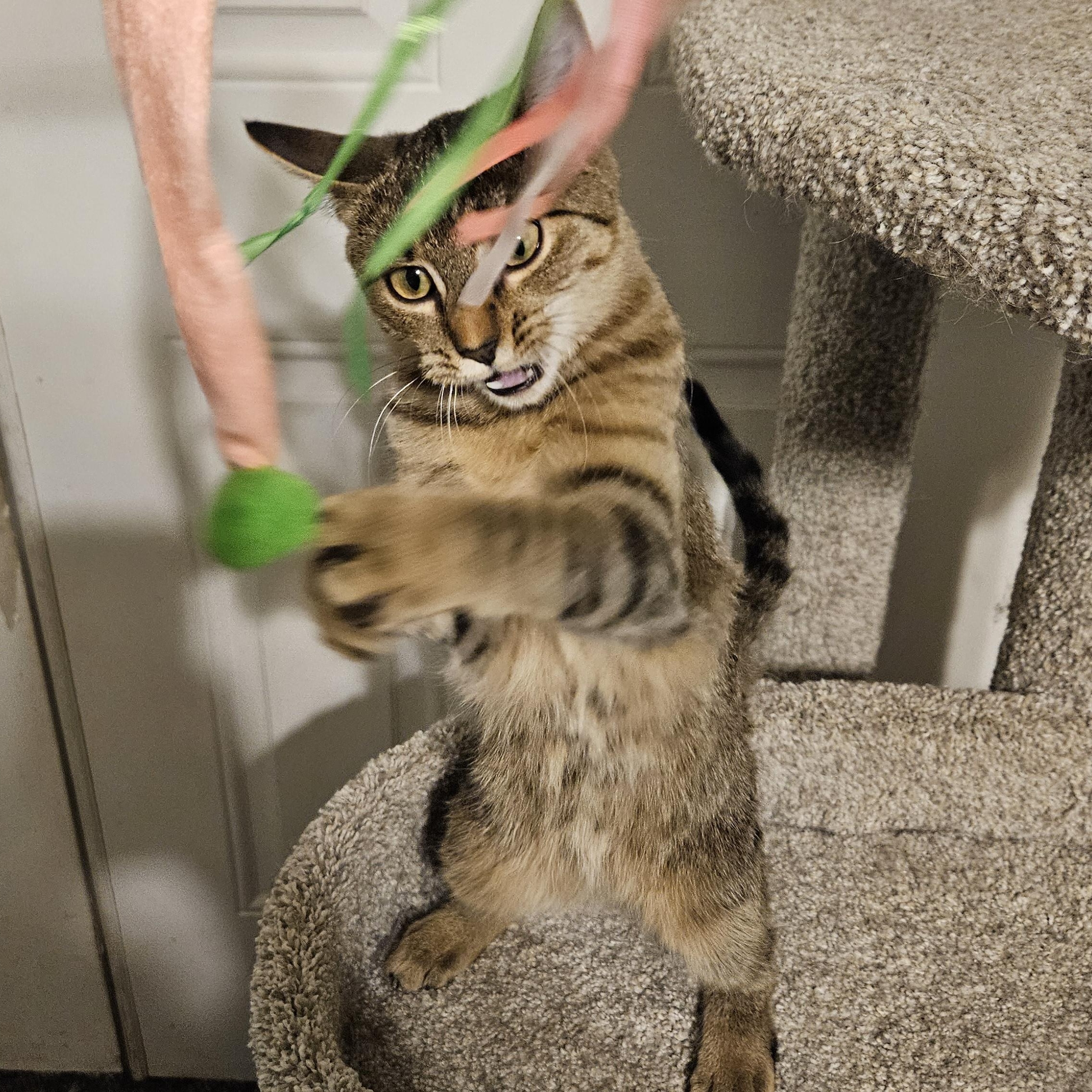 Nala, Baby Female Domestic Short Hair