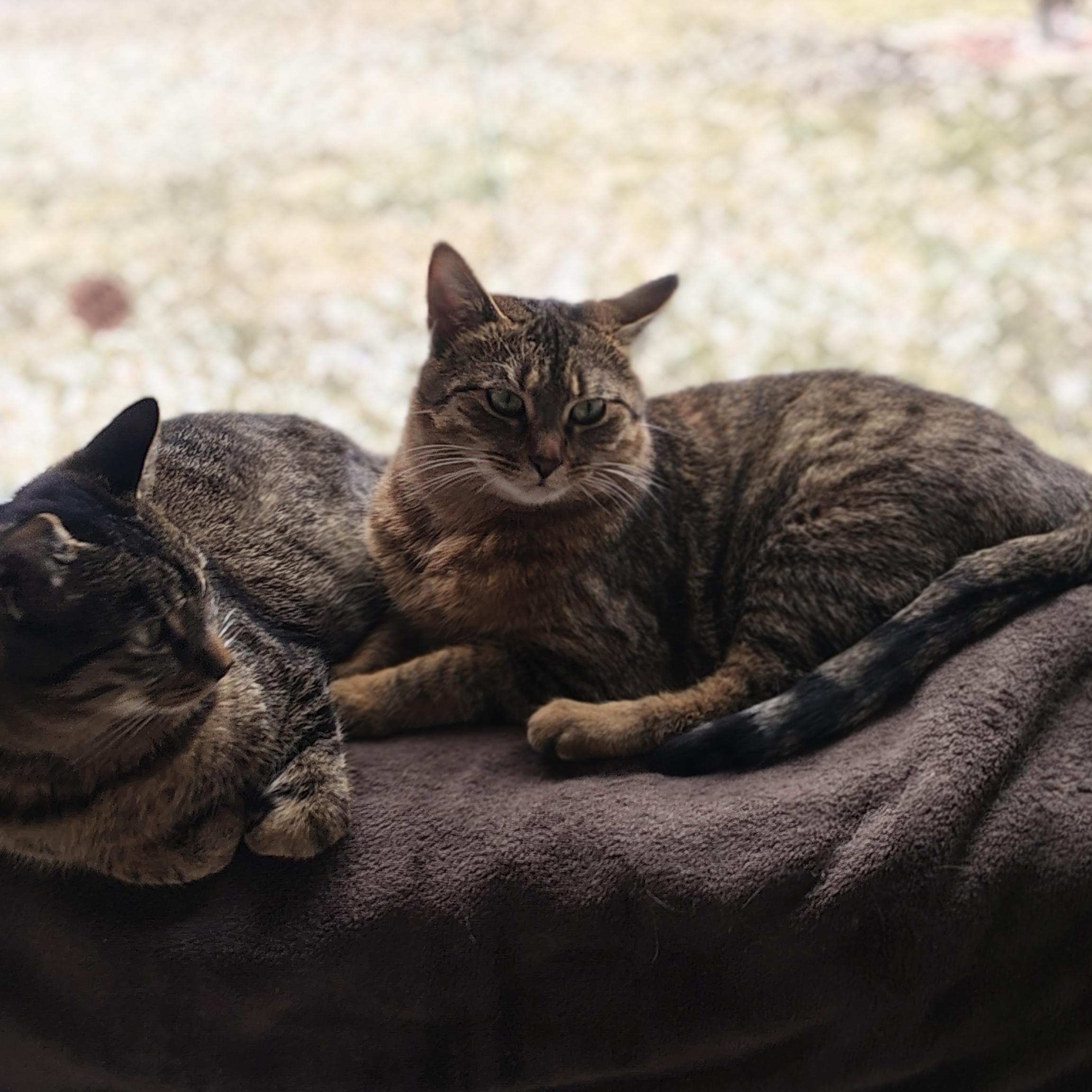 Enlarge Nala, a Adoptable mixed breed in Antioch, IL image 2/5