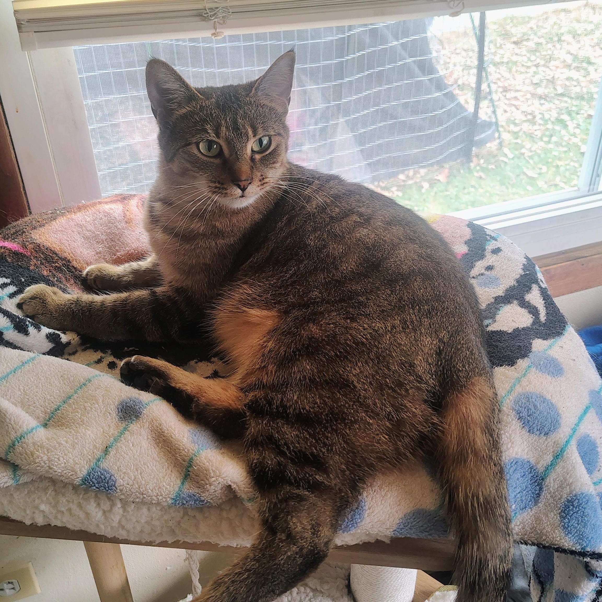 Enlarge Nala, a Adoptable mixed breed in Antioch, IL image 1/5