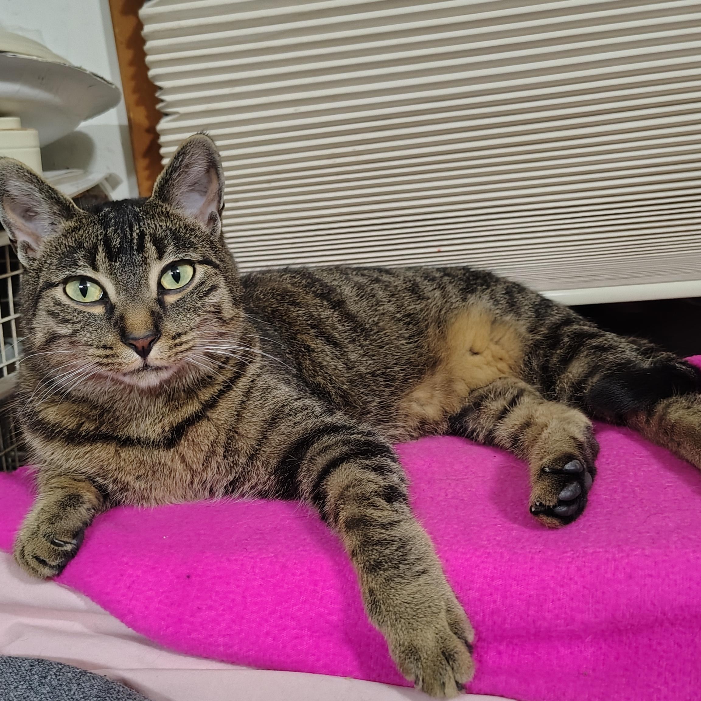 Enlarge Nala, a Adoptable mixed breed in Antioch, IL image 3/5