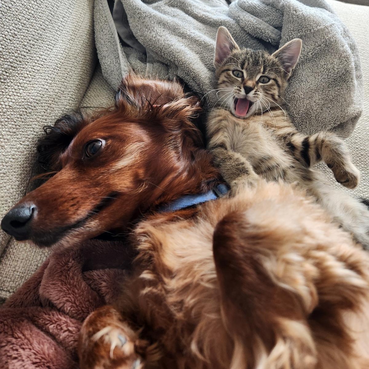 Enlarge Nala, a Adoptable mixed breed in Antioch, IL image 2/5