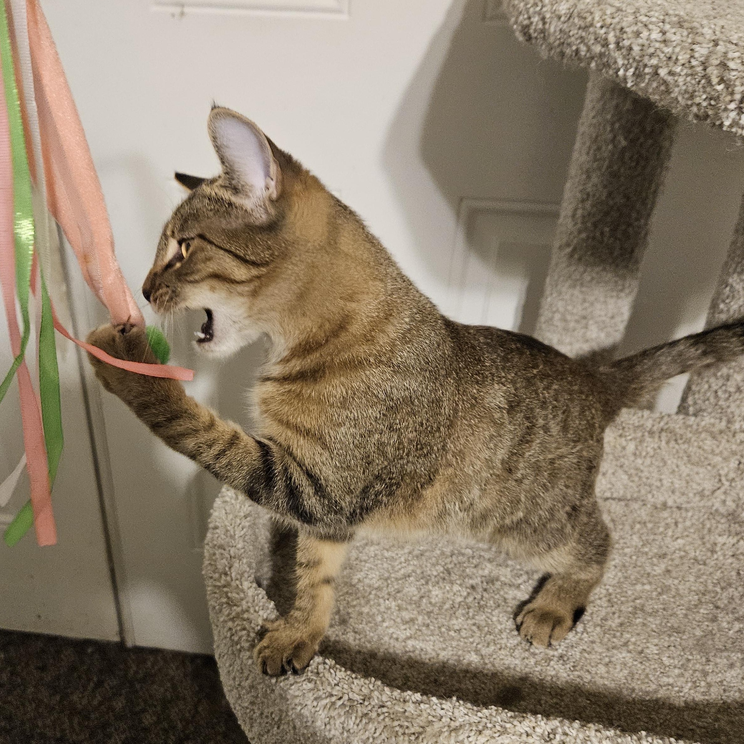 Enlarge Nala, a Adoptable mixed breed in Antioch, IL image 5/5