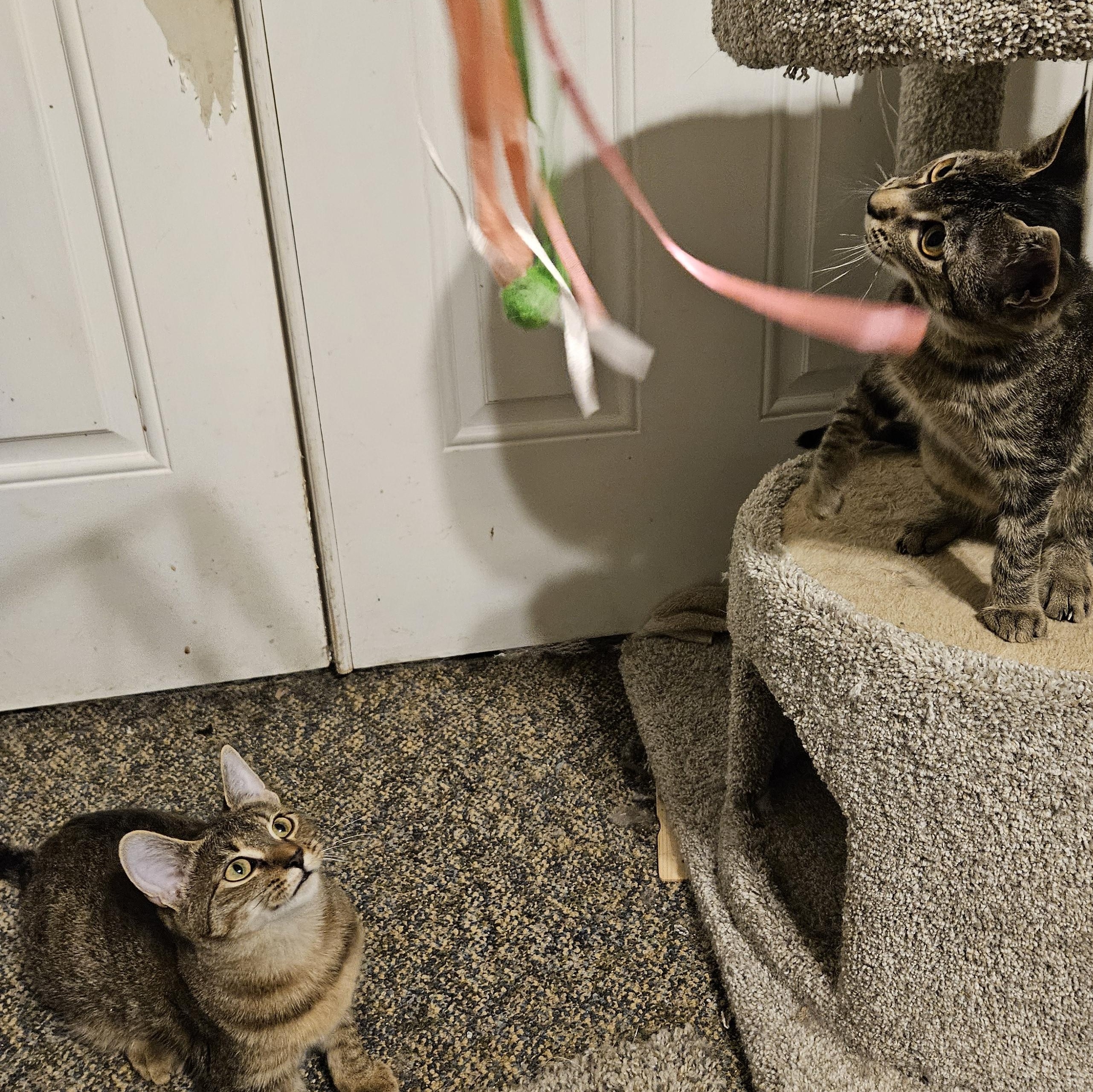 Enlarge Nala, a Adoptable mixed breed in Antioch, IL image 3/5