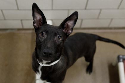JD, Adoptable, Puppy Male Labrador Retriever & Mixed Breed.