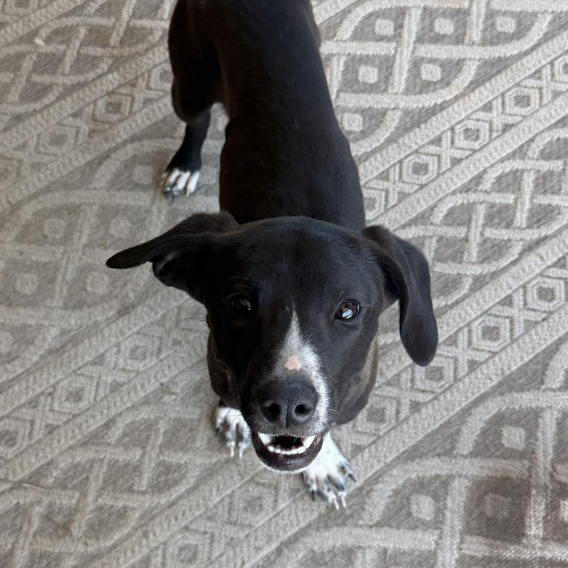 Enlarge Timothy, an adopted mixed breed in Concord, NC image 1/1