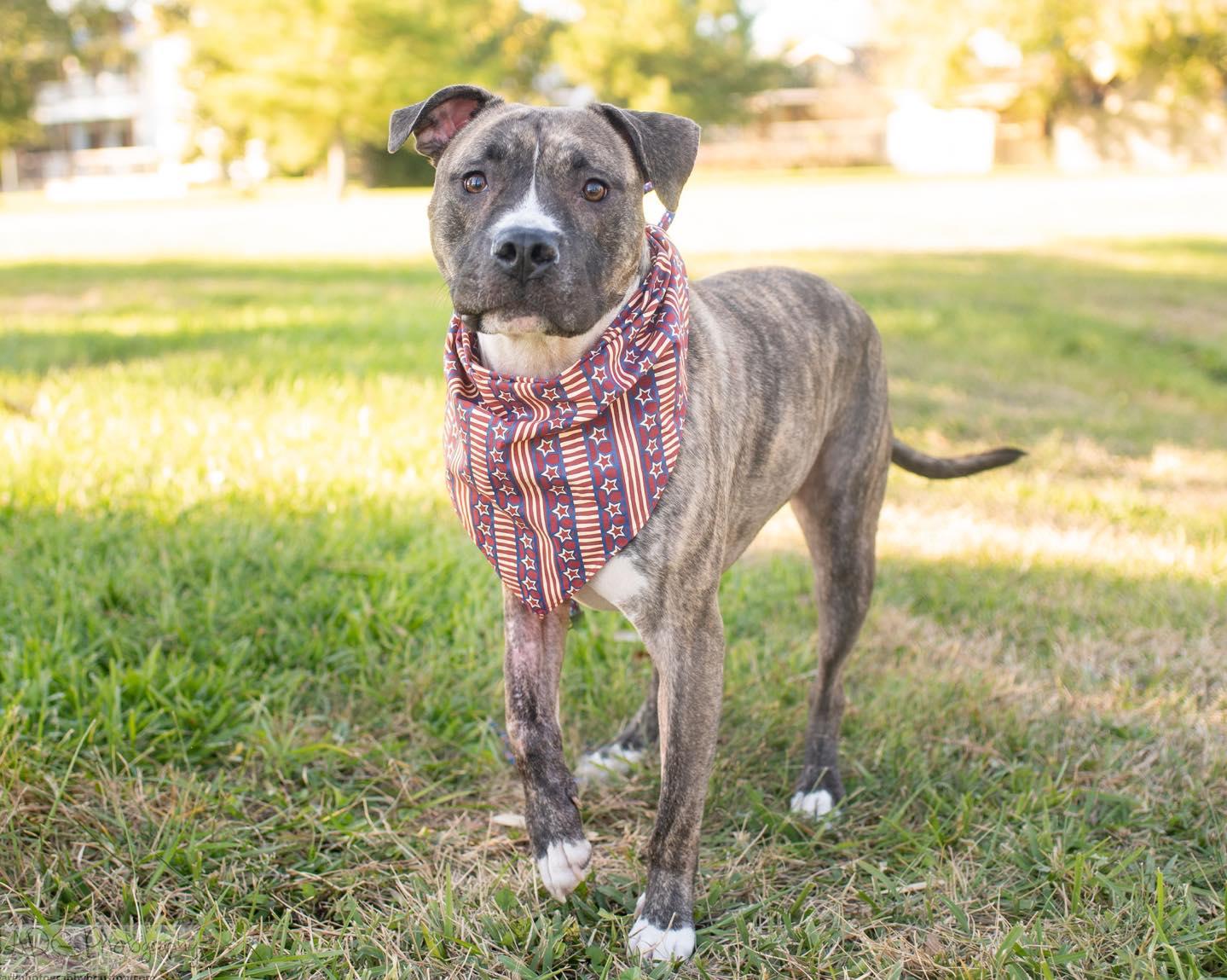 Dinero, Adopted, Adult Male Pit Bull Terrier.