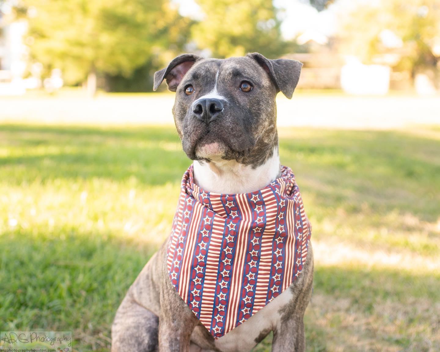 Enlarge Dinero, a Adopted mixed breed in Houston, TX image 2/2