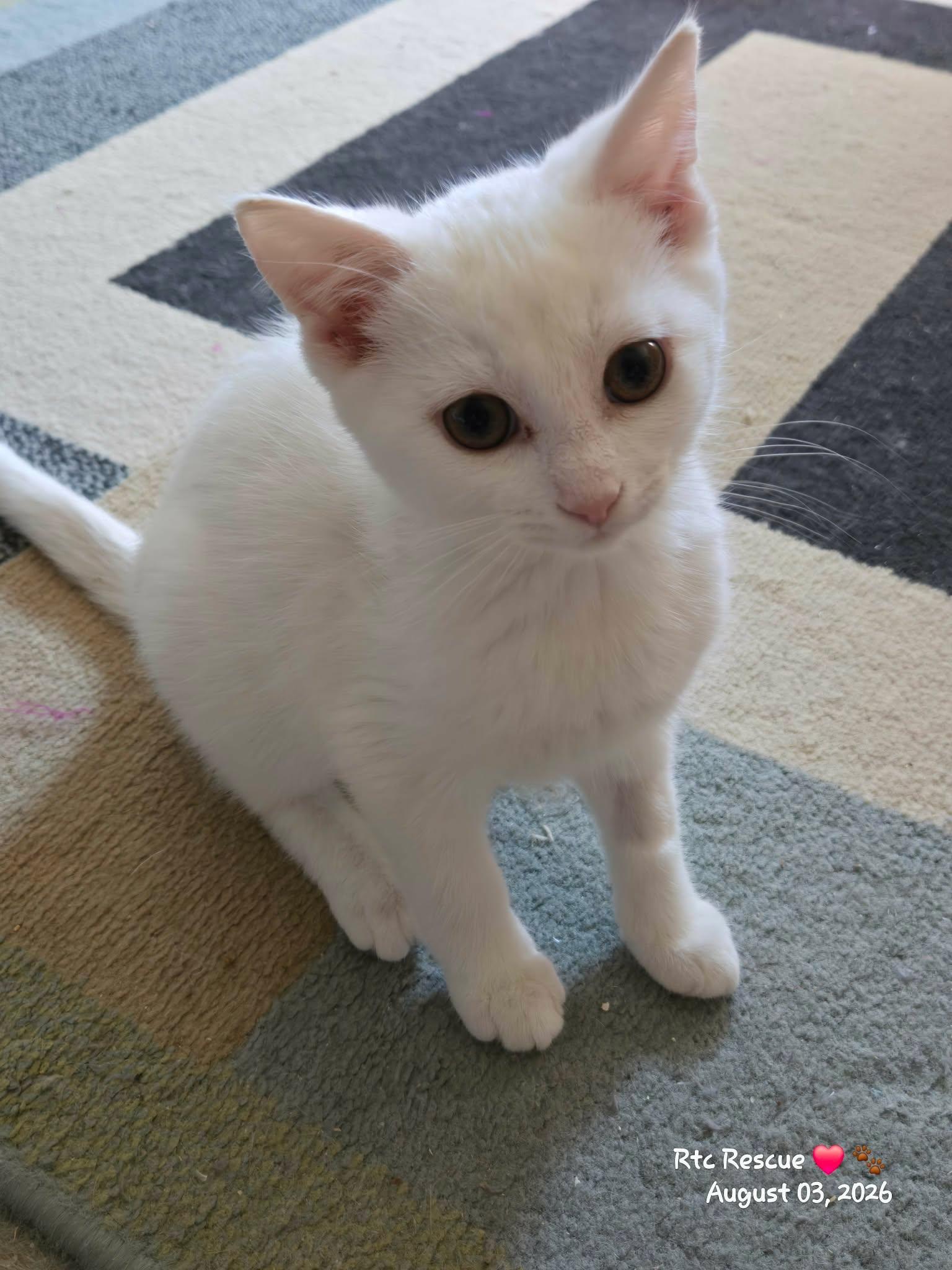 Pistachio, adopted, Kitten Female Domestic Short Hair.