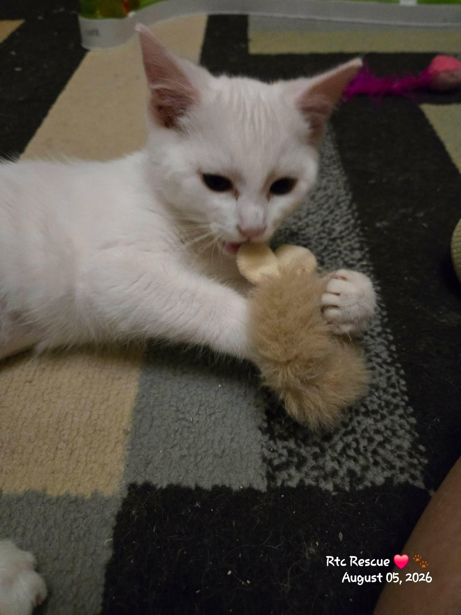 Pistachio, an adopted Domestic Short Hair in Shakespeare, ON image 2/6