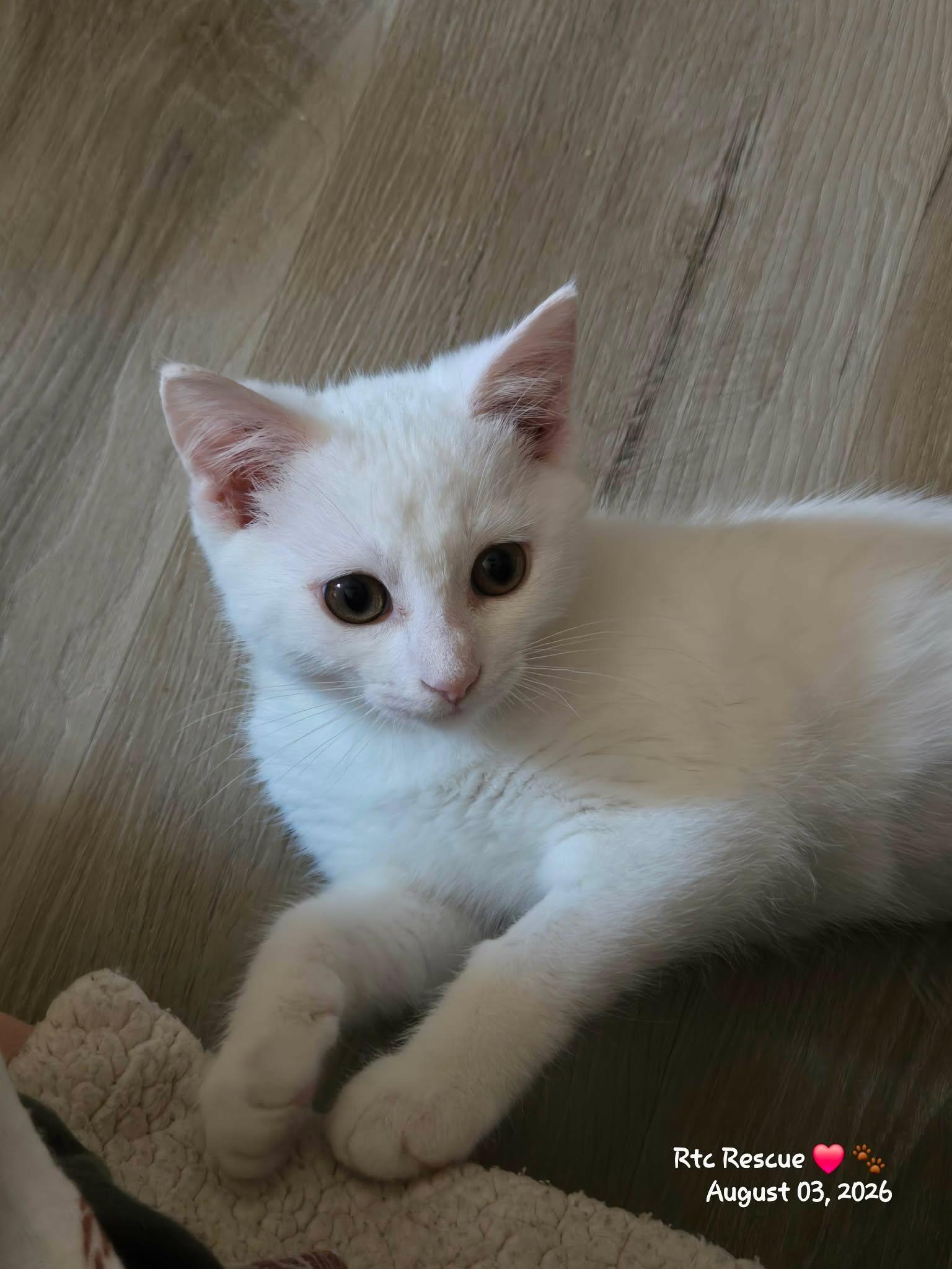 Pistachio, an adopted Domestic Short Hair in Shakespeare, ON image 3/6