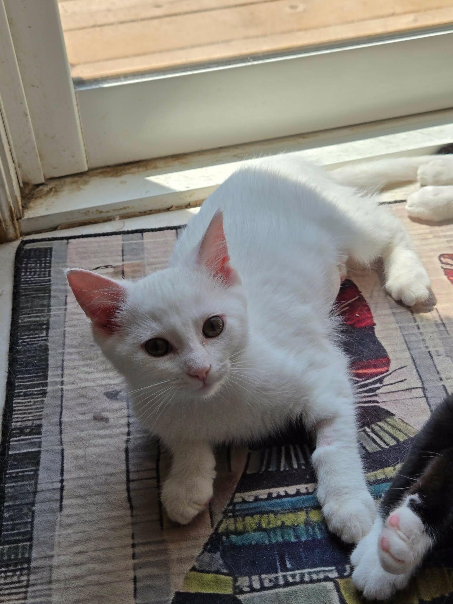 Pistachio, an adopted Domestic Short Hair in Shakespeare, ON image 5/6