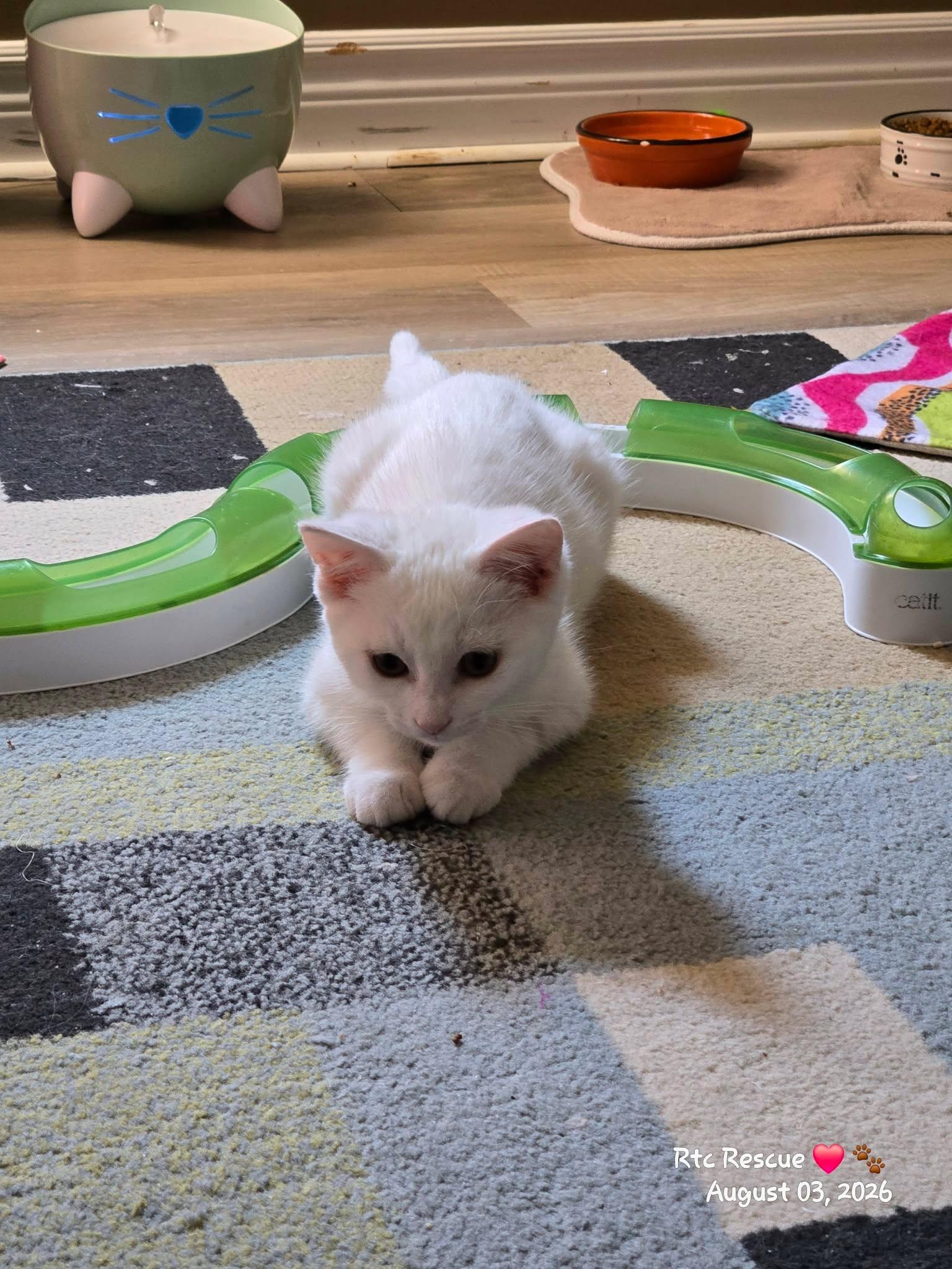 Pistachio, an adopted Domestic Short Hair in Shakespeare, ON image 6/6