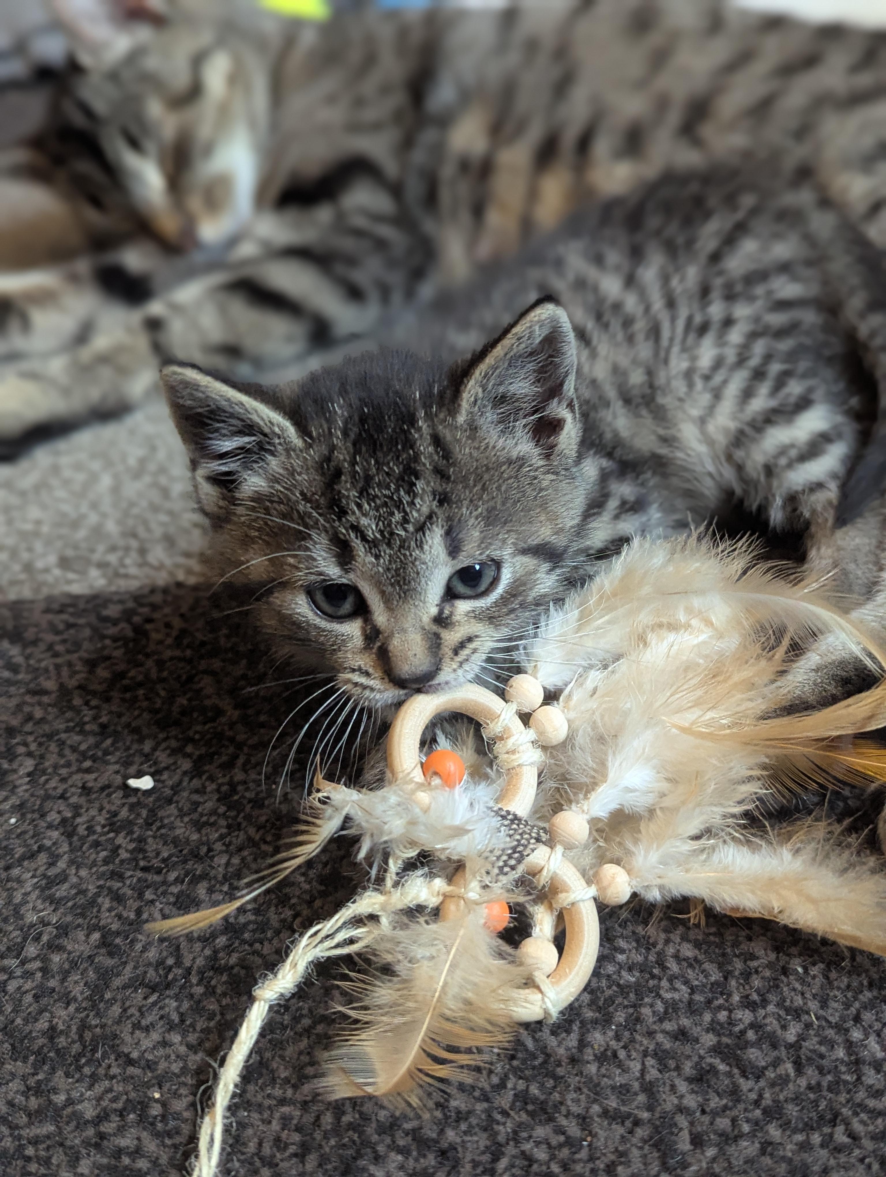 Saoirse, adopted, Kitten Female Tabby.