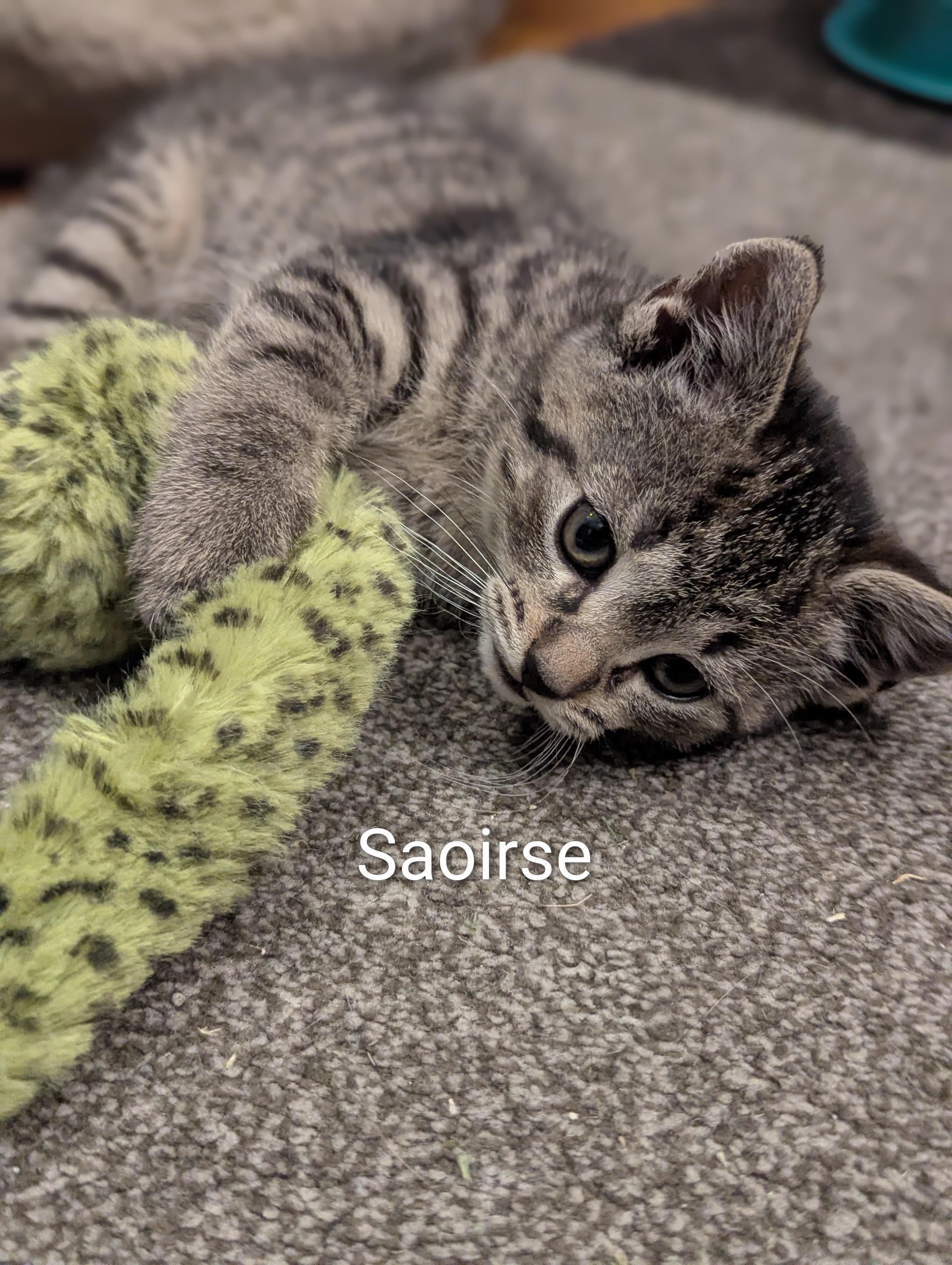 Saoirse, an adopted mixed breed in North Billerica, MA image 2/3