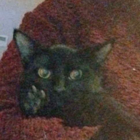 Enlarge Fig, a Adoptable American Shorthair in mount vernon, AR image 1/1